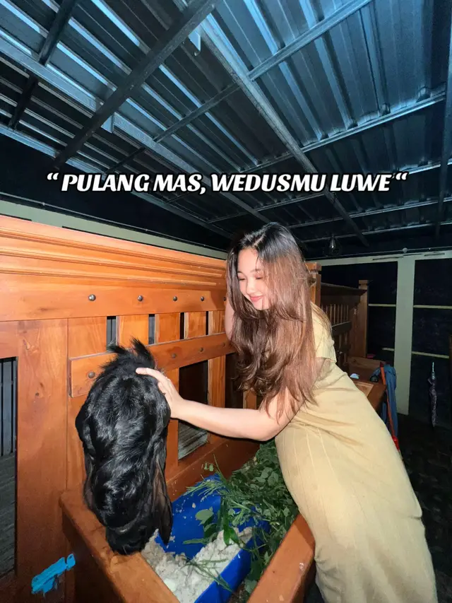 beda dari yang lain🤪 #kambingetawa #perternakmuda #kambingkontes #salamngarit #sobatngaret #ponorogo24jam 