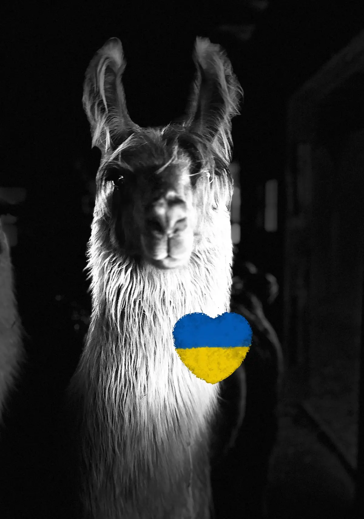 #wunsapana #llamas #ukraine 