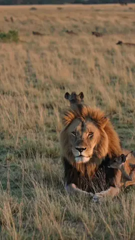 🦁 The Power of Presence 🦁 A true king doesn’t panic in the face of chaos. He doesn’t flinch when the hungry eyes of the weak surround him. He remains still, focused, unshaken—because he knows who he is. The hyenas may circle, but they dare not strike. Strength isn’t just muscle; it’s the unbreakable will, the unwavering spirit. And beside him, the small and fragile find protection. Not by their own power, but by the presence of the mighty. 🦁 Stand firm. Stay focused. Your presence alone can shift the balance. #LionMindset #Fearless #PowerOfPresence #AlphaEnergy #StayFocused #Unshaken #RoyaltyInTheJungle #BossMentality #LeadWithStrength #Resilience