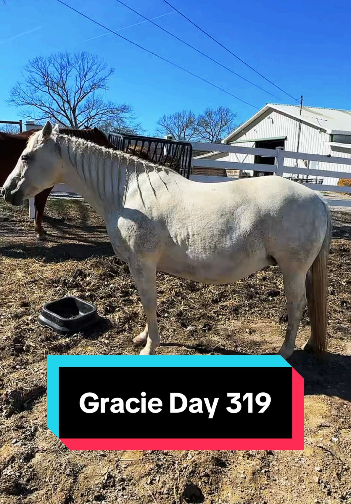 Gracie is 319 days pregnant💕🐴