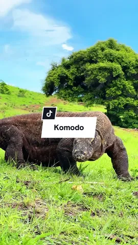 Kk Komodo paling manis sudah 😁 #komodo #komododragon #komodoisland #komodonationalpark #labuanbajo #padarisland #fyp #foryou #nttpride🏝🔥fypシviral #nttpride🏝🔥 