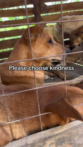 #Hopeministriesforpoorpets #donateforourwaterbillplease #fyppppppppppppppppppppppppppppppppppp 