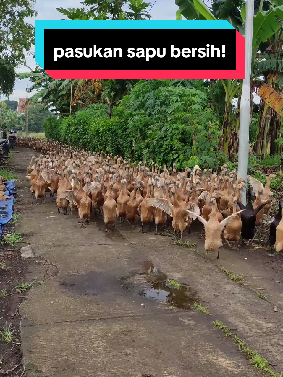 suara ribuan bebek yang mau makan di sawah bekas tanam padi ! pasukan sapu bersih bebek