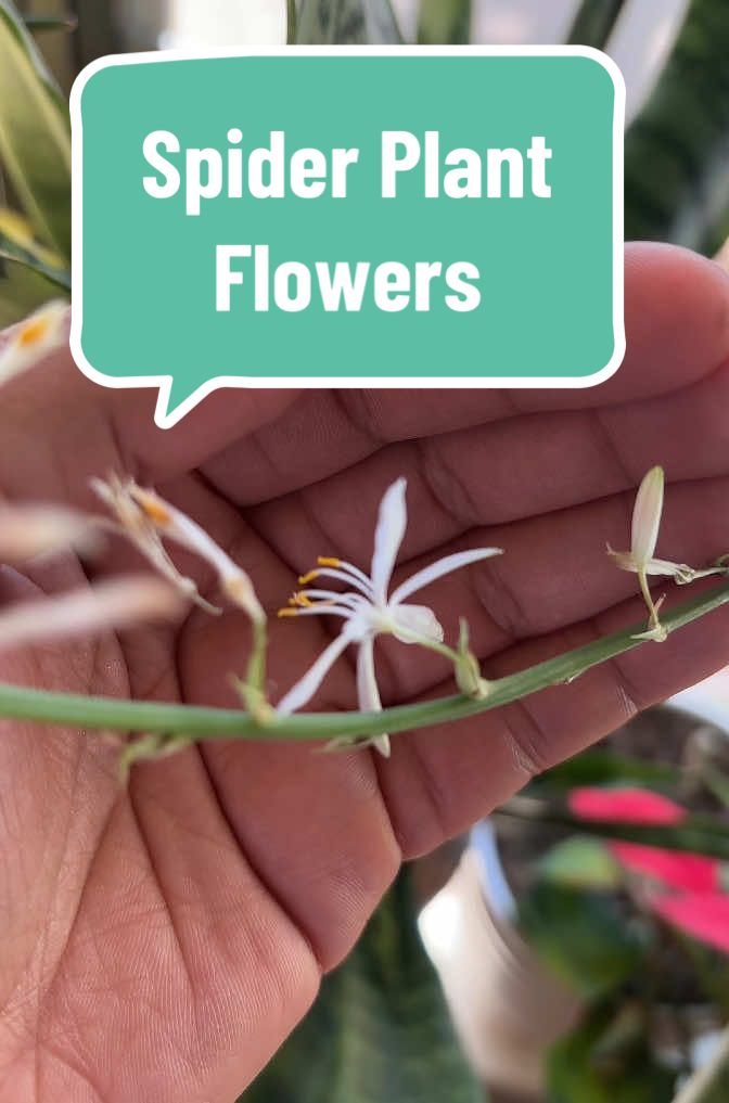 #flowers #plants #PlantTok #spiderplants #plantcollection #fyp 