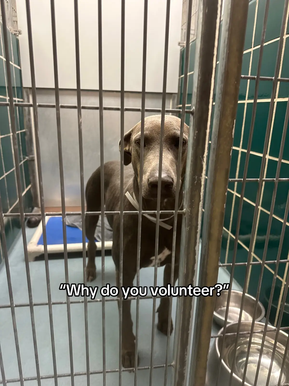 I loved seeing Stacie’s sweet personality come out when she was out of her kennel 🥲  #adoptdontshop #stacie #adoptme #houston #shelterdog #rescuedog #fosteringsaveslives 
