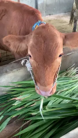 dijual sapi (yang besar), 22 JT, nego tipis, sapi super 👍👍👍 #fyp#fyppppppppppppppppppppppp#foryou#foryoupage#sapijumbo#jualsapi 