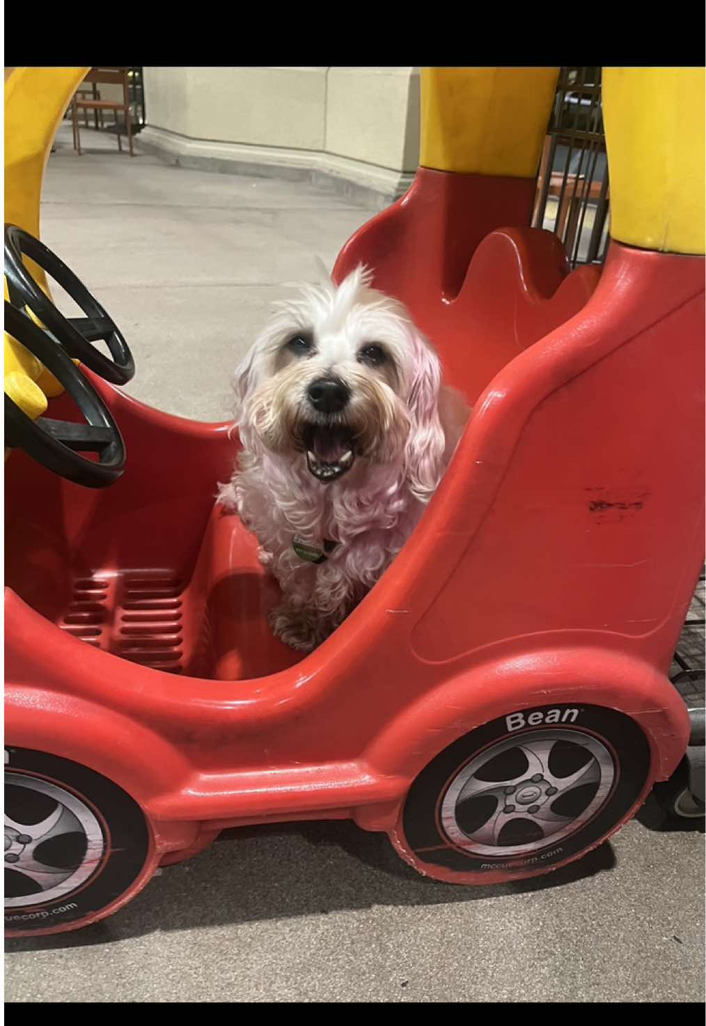 She’s just a pink dog #dog #pinkdog #luna#borntobewhiteforcedtobepink #emo #alt#pink#moots 