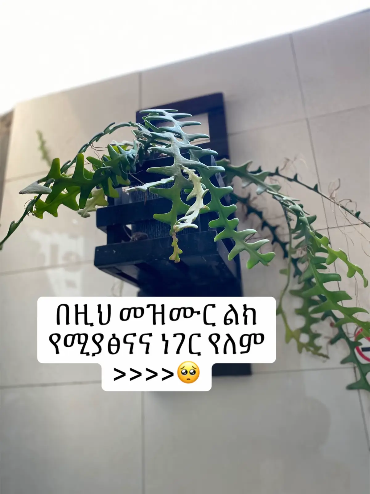 #ተዋህዶ_ለዘላለም_ትኑር 