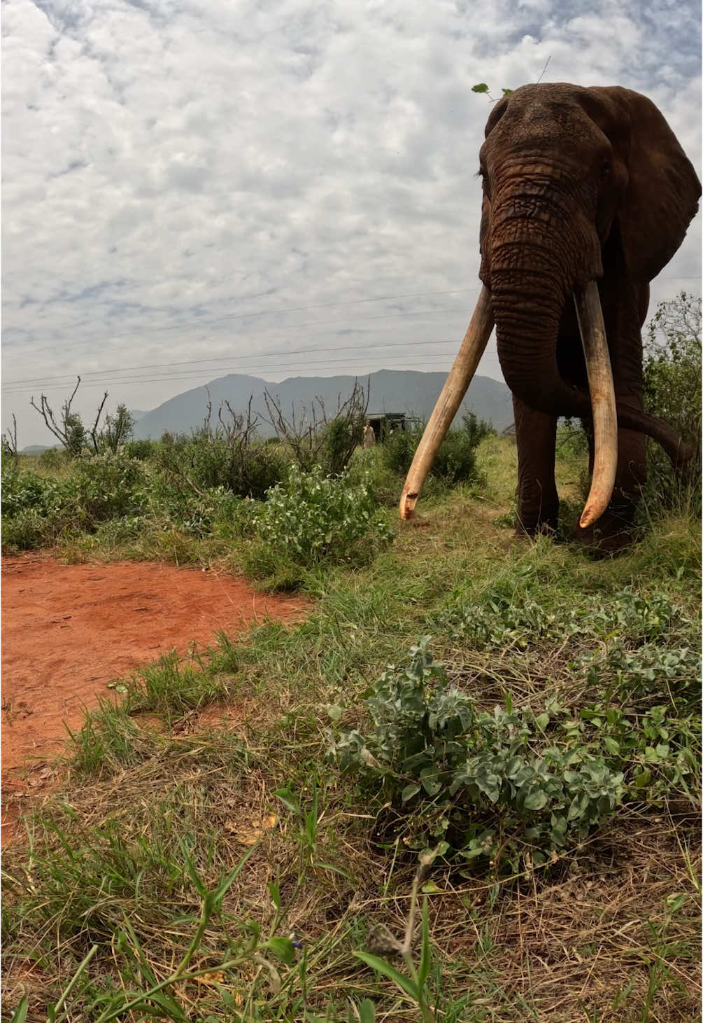 Treating elephants often requires patience, perseverance, and a measure of good luck. Such was the case with this speared tusker, who took us on a Tsavo odyssey spanning a month and over a hundred kilometres before we were able to give him the help he needed.  Read the full story here: sheldrickwildlifetrust.org/news #sheldricktrust #elephants #wildlife #kenya #africa #tsavo #animalrescue #vet #veterinary #spear #tusker #bull #sheldrickwildlifetrust #treatment #animals