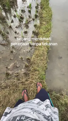 PNS(Pegawai Nyang Sawah) #petaniindonesia🇮🇩🇮🇩🇮🇩🌿🌿 #petanimuda #petanigenz #petanicilik 