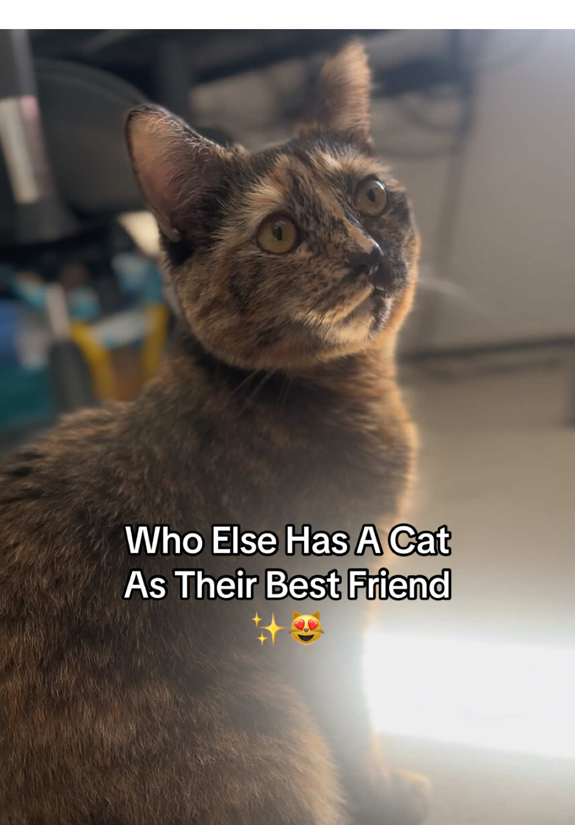 I do 👋 I have 2 best friends 😁 #catsoftiktok #cattok #catlover #bestfriend #PetsOfTikTok #petlover #mumcat #cutecat #fyp 