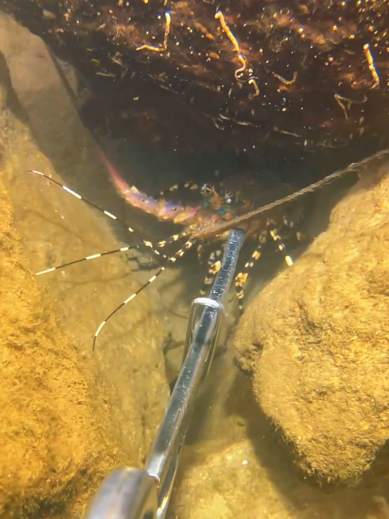 I caught a beautiful lobster under the cracks of the rocks, and the eel next to it was stunned. #diving #crab #catchthesea #seafood #seaside #fish