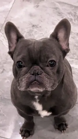 The crying monster is here again! This big fat boy has become more cunning. He is the mother of whatever food he gets. He will leave as soon as he gets it. He is #Frenchbull #bulldog #doglover #sillydog#dogsoftiktok #cutepet #begfood #confusingbehavior #animals