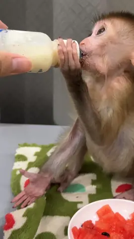 Little monkey eats milk before going to bed 🥰❤️ . . . #jenniferlopez #alexandradaddario #AngelinaJolie #MeganFox #margotrobbie #chrisevans #ChristianBale #AnneHathway  #ScarlettJohansson #elizabetholsen #JenniferLopez #JenniferAniston #JenniferLawrence #priyankachopra #KristenStewart #HaileeSteinfeld #wonderwoman #DC #mcu #MeganFox #kimkardashian #kendalljenner #monkeylove #monkeybaby #adorable #adorablemonkey #babyanimal #monkeysmart #reelsfypシ #reel 