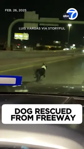 A concerned motorist rescued a lost dog after being spotted running along a freeway in El Paso, Texas. Luis Vargas followed the pooch from behind to ensure no other cars hit her. He then pulled ahead, got out of his car, and started whistling to coax the dog toward him. Vargas posted the video on his Instagram account, asking the public if they knew the dog. The next morning, Vargas woke up to the dog’s owners at his door, ready to take their pet home.