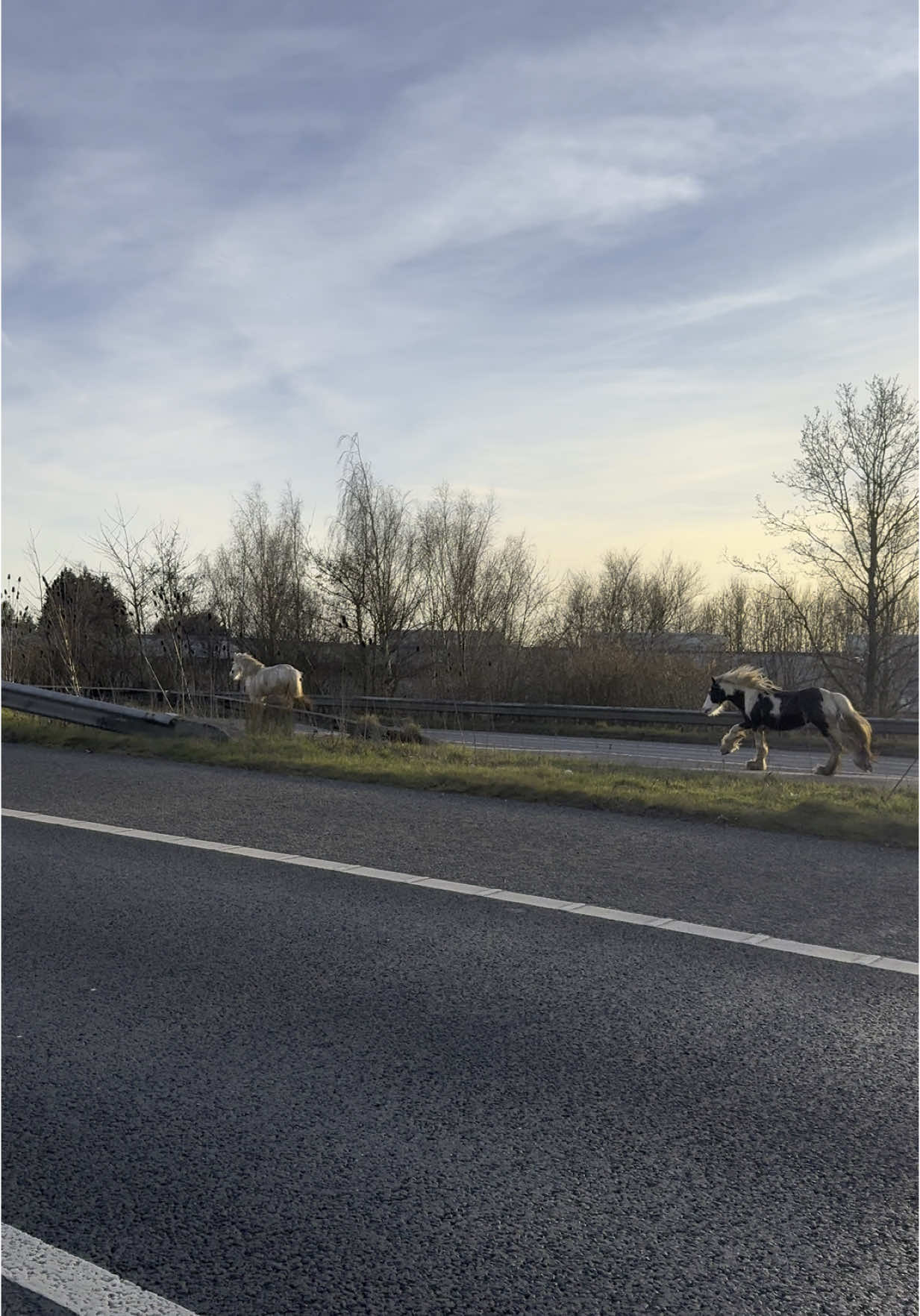 Not what you expect to see on the M57📍🐎 #horse #fyp #unexpected #whoshorseisthat 