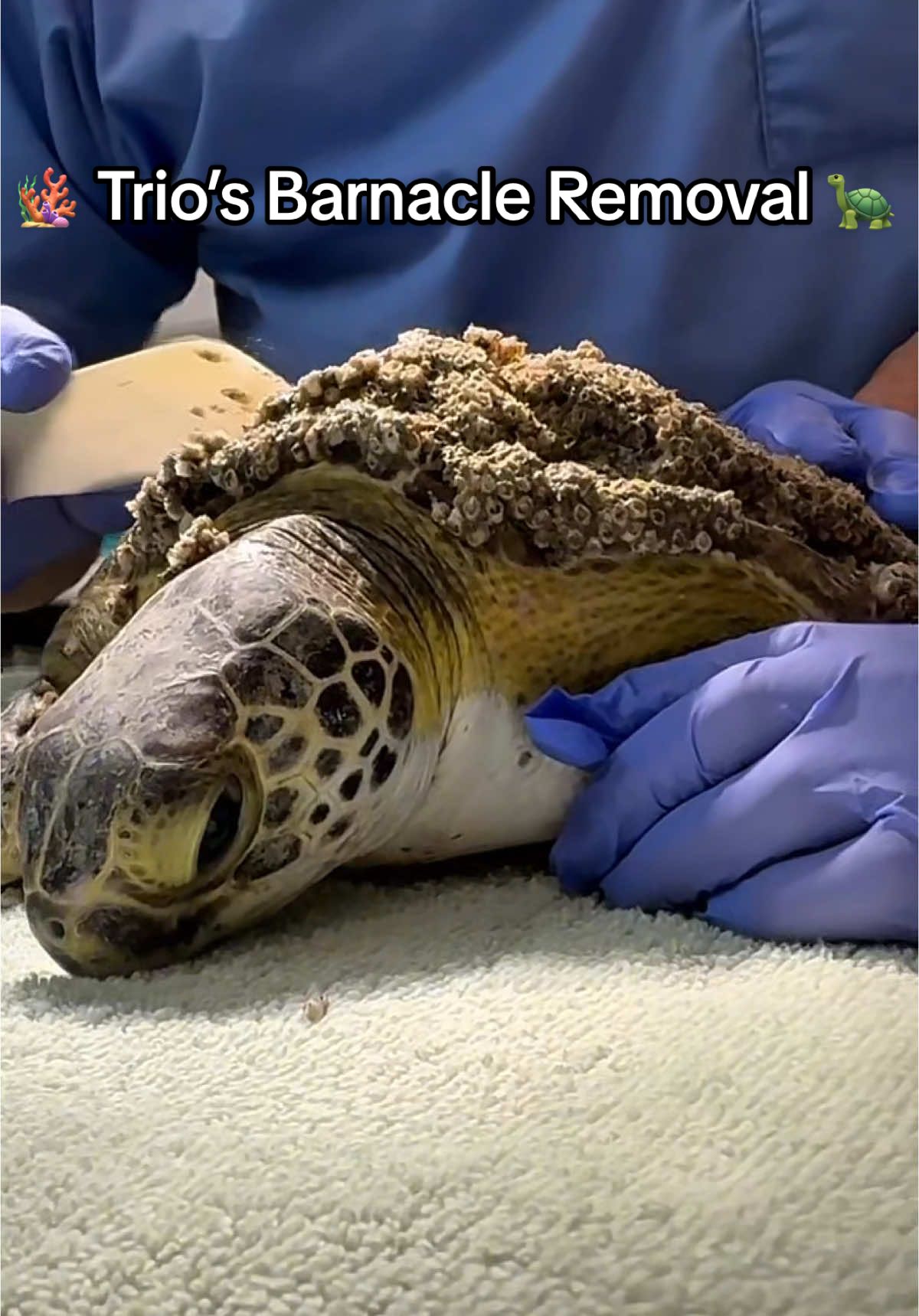 Trio the Sea Turtle’s Barnacle Removal! 🐢🪸 Trio was transferred to The Turtle Hospital on February 21st with seven other juvenile green sea turtles that were stranded in northern Florida due to cold stunning. Trio was heavily encrusted in barnacles and had critical blood levels upon arrival. His blood glucose is starting to stabilize, and his uric acid is slowly coming down, allowing Dr. Terry to remove the barnacles. ❤️‍🩹 Trio has a long way to go in rehabilitation. He has abscesses on his shell, and the keratin is delaminating and will eventually come off, exposing bone. He’s receiving daily wound care and Class 4 laser therapy in addition to fluids, broad-spectrum antibiotics, vitamins, and has just started to eat some mixed seafood. 🍱 Wish Trio the best! ❤️🙏 #asmr #OddlySatisfying #barnacleremoval #barnaclesgonewild #barnacles #seaturtlebarnacles #greenseaturtle #green #greenturtle #rescuerehabrelease #seaturtlerescue #turtle #turtlehospital #marathonturtlehospital #theturtlehospital #sea #seaturtle #seaturtles #science #nature #ocean #beach #seaturtlehospital #seaturtlerehab #wildlife #animals #fyp #seaturtlelove #savetheturtles #STEM #floridakeys #education #animaltiktok #turtletok 