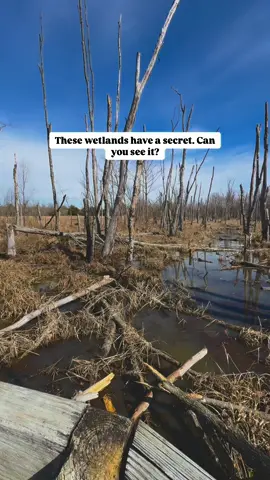 Shelby Bottoms’ wetlands are full of secrets. 🌿 In this clip, you’ll spot leopard frogs swimming around clusters of eggs—but those loud calls you hear aren’t from them! 🐸 If you saw my last Reel, you’ll know it’s the upland chorus frogs stealing the show. 🎶 Ever heard these wetland musicians in action? 🌊 #NashvilleNature #WetlandWildlife #HikingHacks #ExploreTennessee 