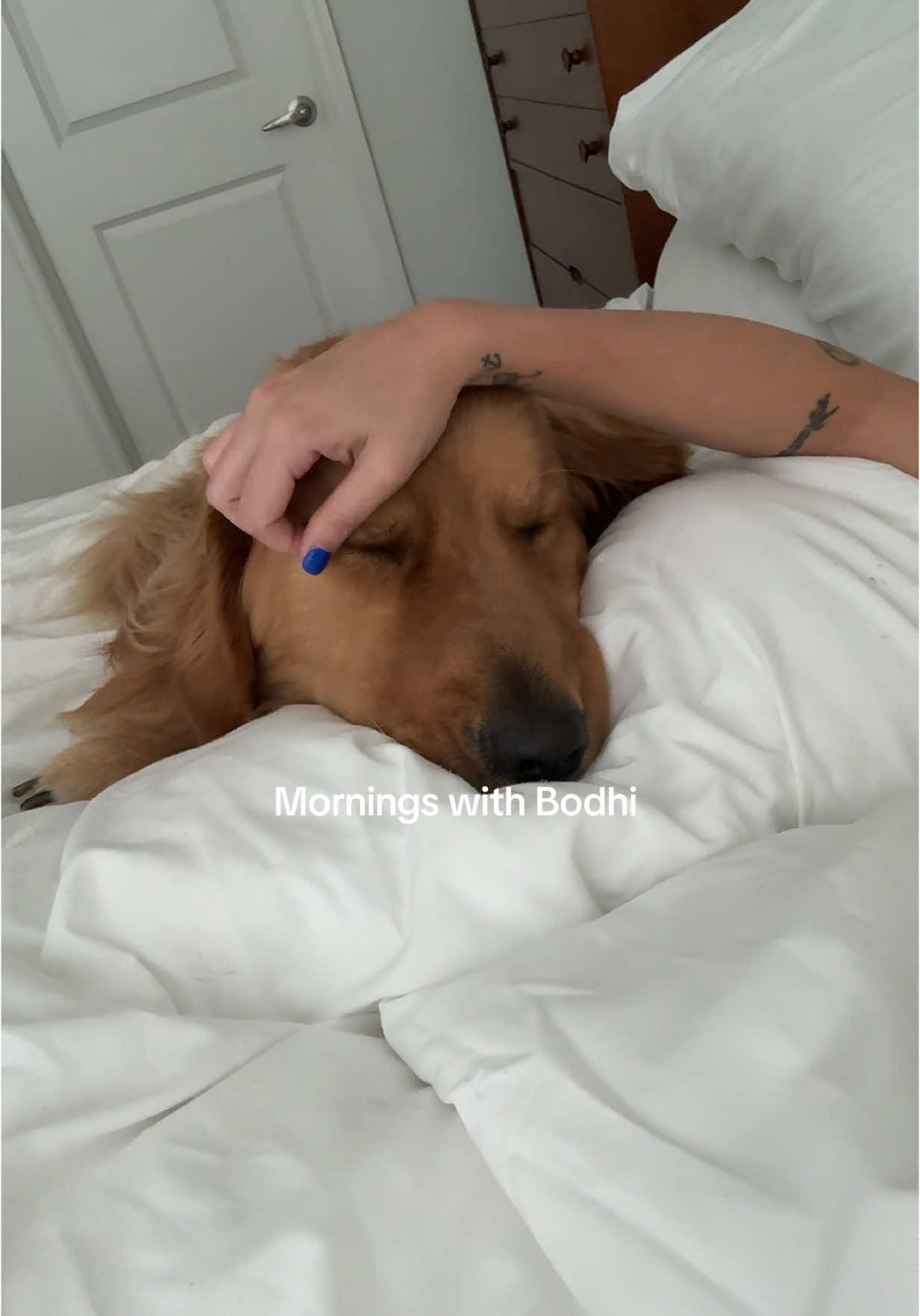 #goldenretriever #dogsoftiktok #fyp #cutedogs #ourmorning #getthedog