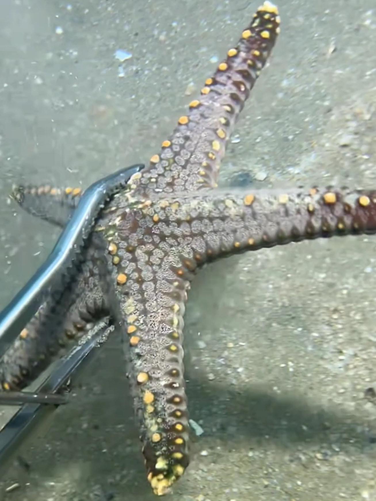 #diving #crab #catchthesea #seaside #seafood #fish #eel #lobster 