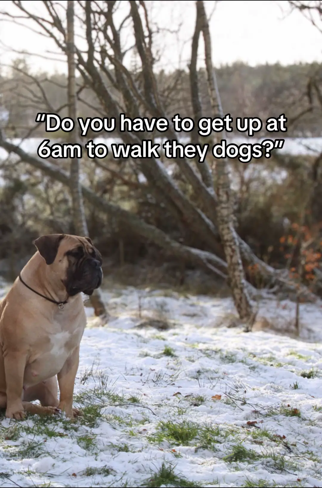 This girl loves nothing more than been snuggled up chilling 😂 #dogsoftiktok #lazy #dog #boerboel #boerboelsoftiktok #couchpotato #doglove #viralvideos #fyp 
