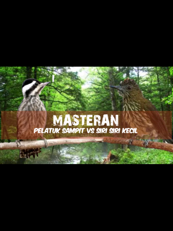 Masteran Pelatuk Sampit vs Siri Siri Kecil #masteran #masteranburung #pelatuksampit #pelatukberas #sirisirikecil #masteranmuraibatu #fyppppppppppppppppppppppp 