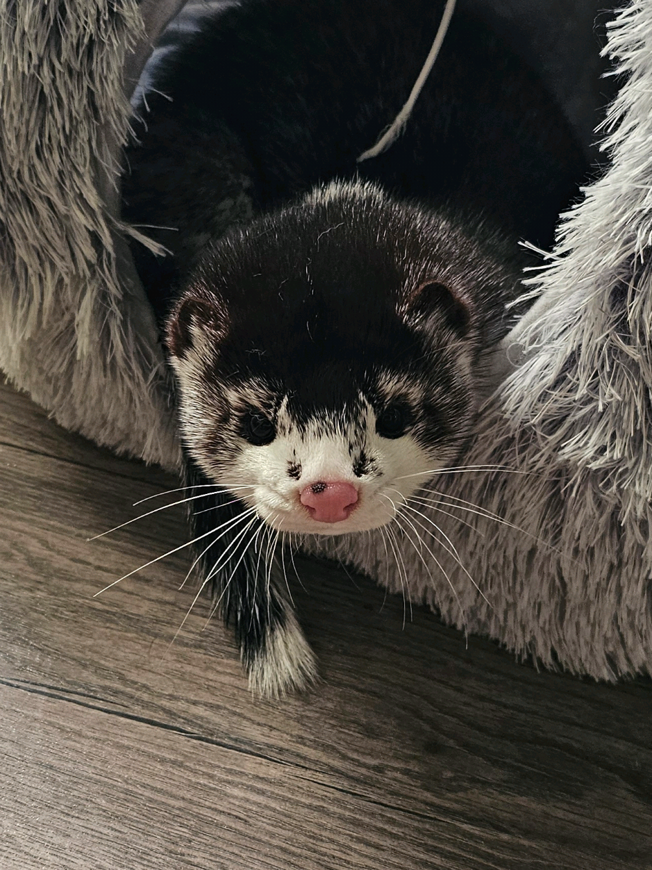 Selkie the mink 🦭 #mink #petmink #animalsoftiktok #PetsOfTikTok #animal #vison #норка #норкавдоме #домашняянорка #ferret #хорёк 