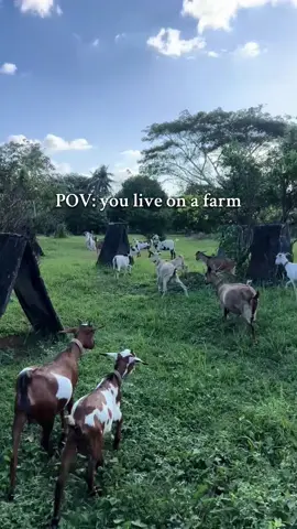 🌾 POV: Living on a Farm 🚜 Early mornings, hard work, and the simple joys of farm life. Would you trade city life for this? 🐐🐓💚 Drop a 🌿 if farm life is your dream! 👇 #FarmLife #JLsFarm #SimpleLiving #POV #CountryLife