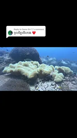 Replying to @Sama Sin🤍 អរគុណចូលចិត្តមើលខ្ញុំ
