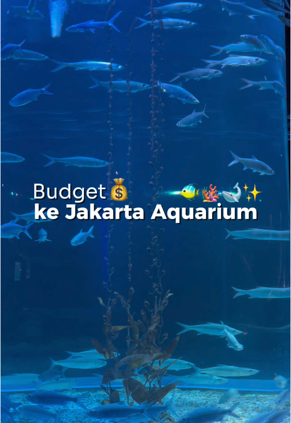 Tips liburan ke Jakarta Aquarium biar lebih murah🐡🐠 #jakartaaquarium #jakartaaquariumsafari #semuaadatiketnya #placetogojkt 