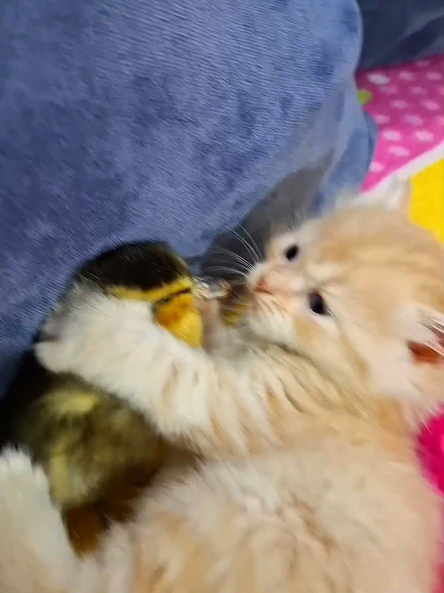 funny kitten with duckling  #funny_cat_and_duckling #funny_animals #cat_funny #duckling_funny #kitten #funny_kitten #kittensoftiktok 