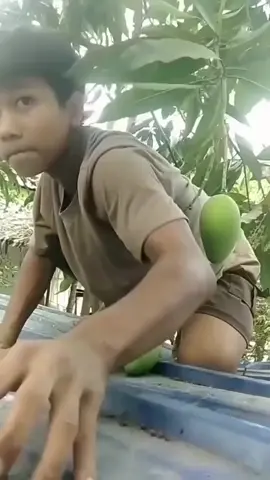#ngerujak #lawak #lucu #fyp #reels #reelsinstagram #warga62 #mangga #komedi #hiburan #ngakak #bocahviral #jatoh #kejengkang #random #videolucungakak 