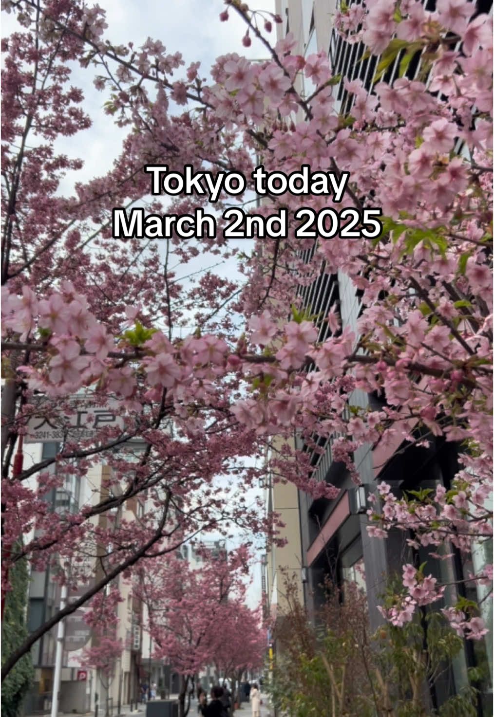 The early blooming Sakura is here 🌸 #sakura #tokyo #japan #cherryblossom #spring #march 