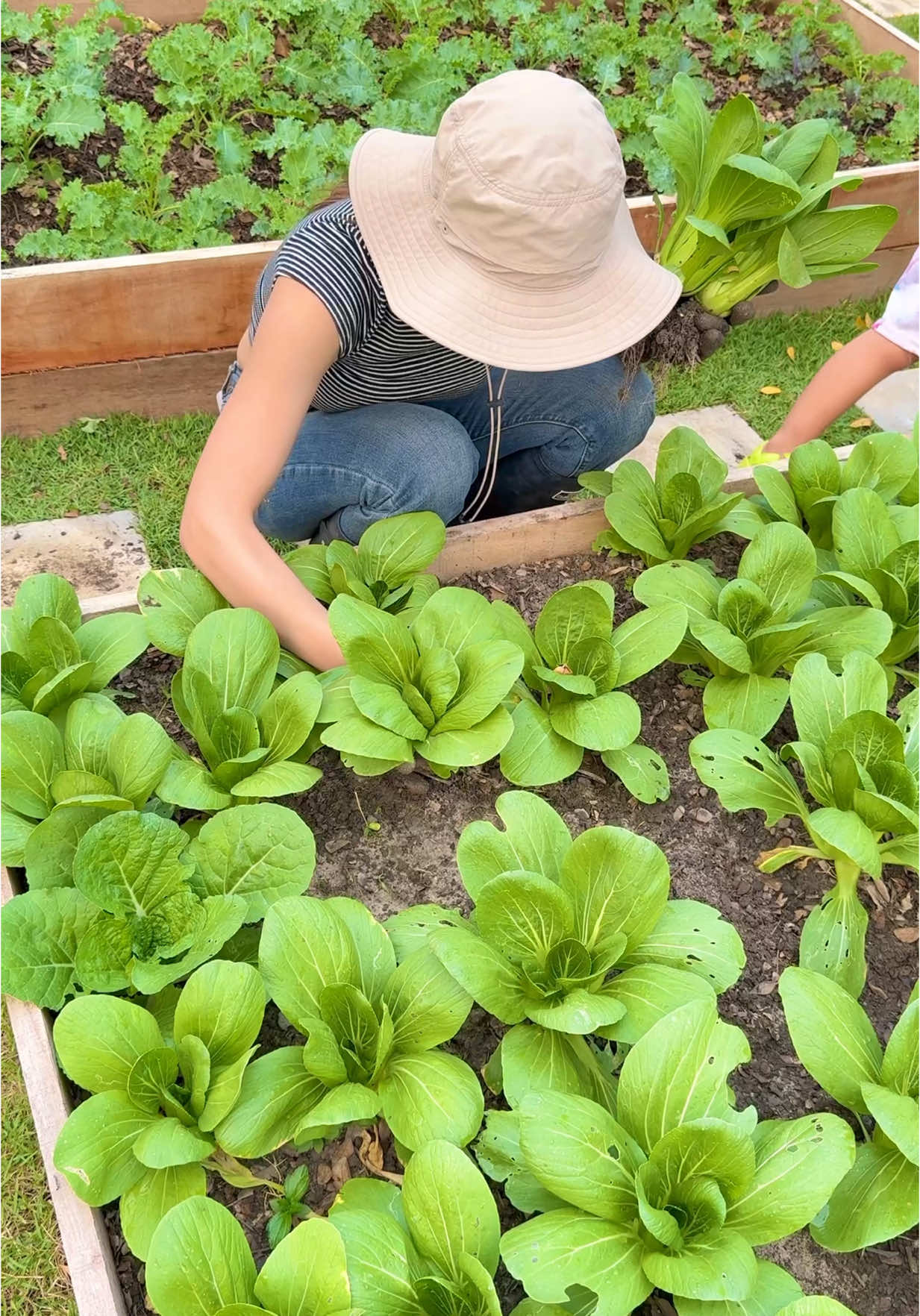 ผักงามๆได้เวลาเก็บทานแล้วค่ะพี่ๆ#น้องมดไก่ไข่อารมณ์ดี #ไก่ไข่อารมณ์ดี #ไข่ไก่อารมณ์ดี #ฉันเป็นเกษตรกร #บ้านสวนน้องมด #สบู่ใบบัวบก #เจลใบบัวบก #ครีมใบบัวบก 