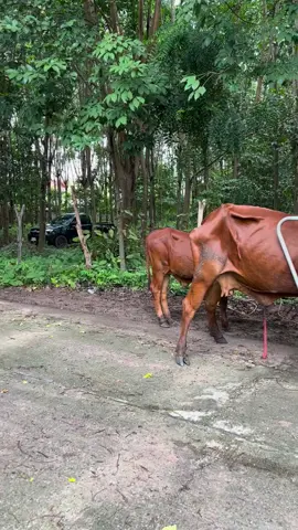 Cow mating season for new growth  #mating #cow #animals #cowes #viral #foryou #trending 