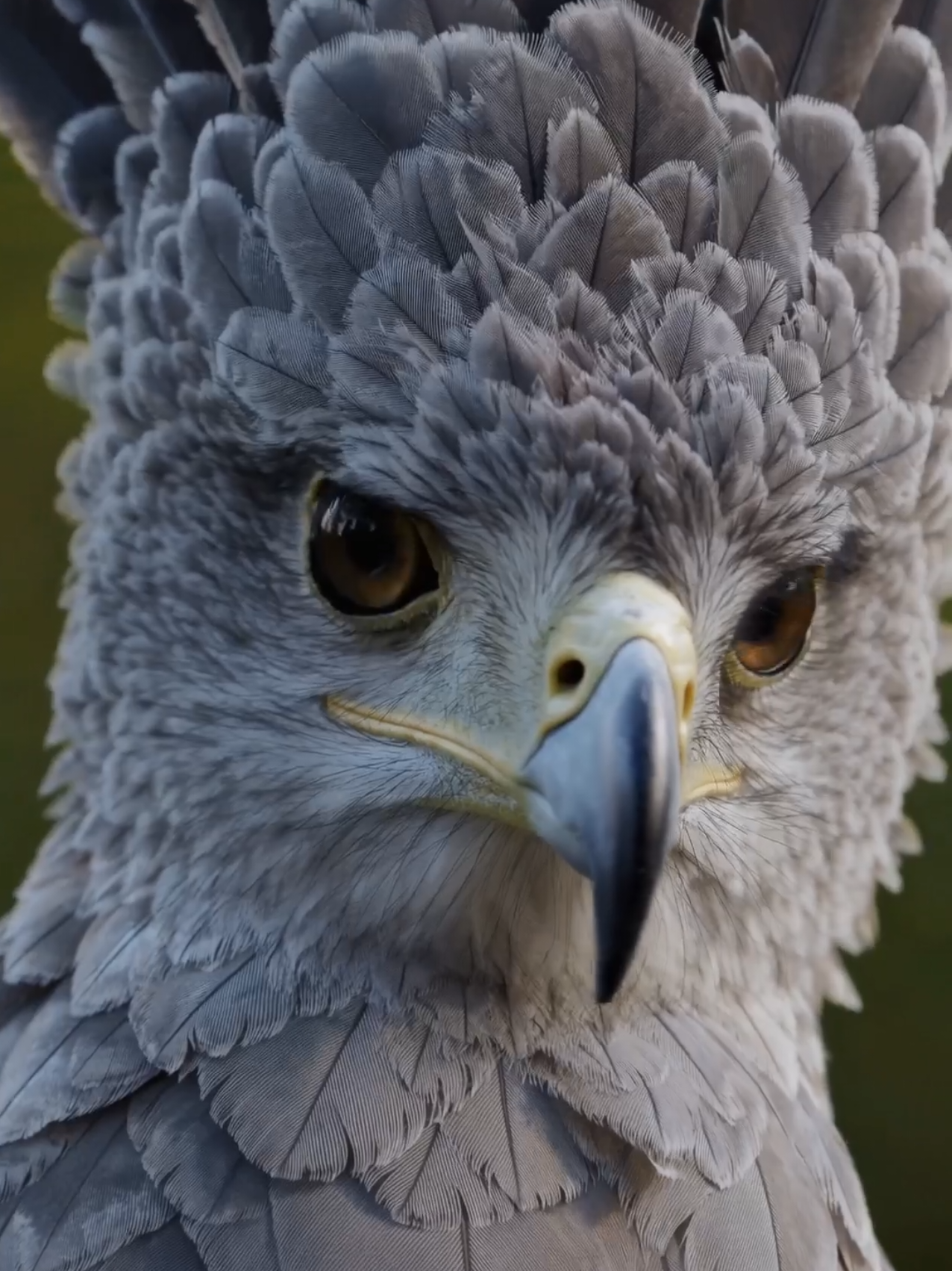 Harpy Eagle Live Wallpapers Photos #harpy #eagle #eagles #animal #animalsoftiktok #wallpaper #livephoto #livewallpaper #videowallpaper #phonewallpaper #bestwallpaper 