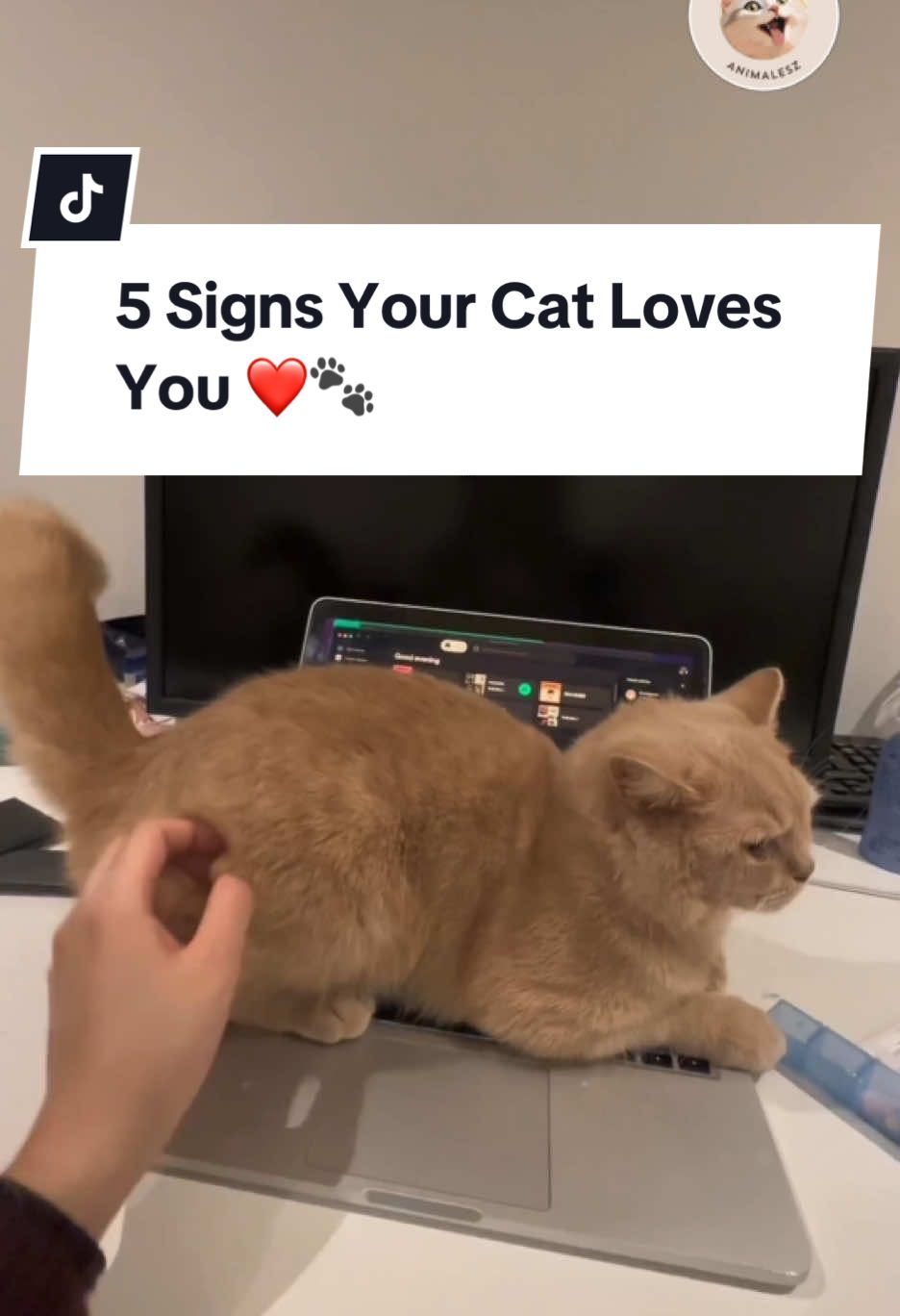 Does your cat show you its backside when you pet it? Find out why it’s one of the 5 signs your cat truly loves you! From head bumps to slow blinks, these adorable gestures reveal how much your cat cares. Let me know in the comments: Does your cat show any of these signs? 🐱💖 #CatLove #CatAffection #PetCare 