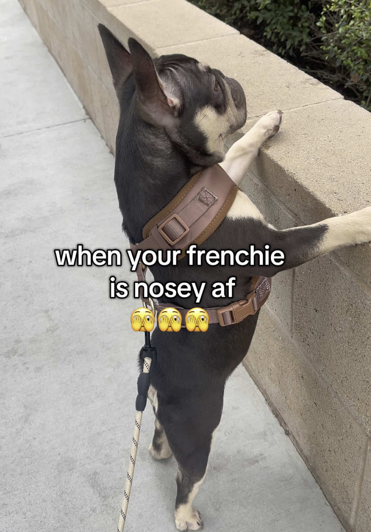 Ruby knows all the neighborhood tea🫖 😂 #frenchbulldog #frenchiesoftiktok 