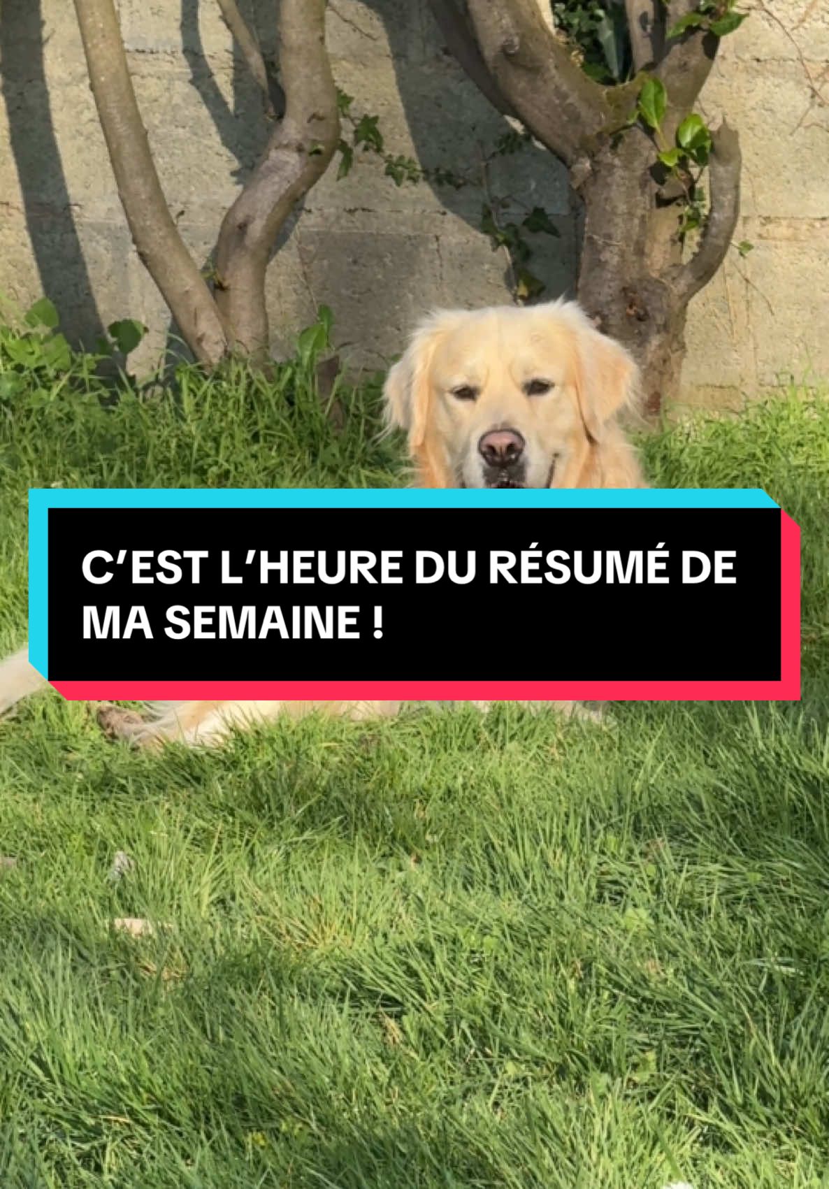 LE RÉSUMÉ DE MA SEMAINE 😜😍🐾 #chiensurtiktok #goldenretriever #humourchien #golden 