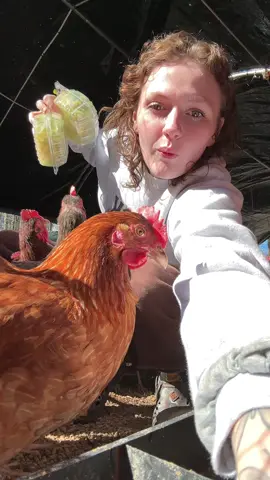 chicken dinner 