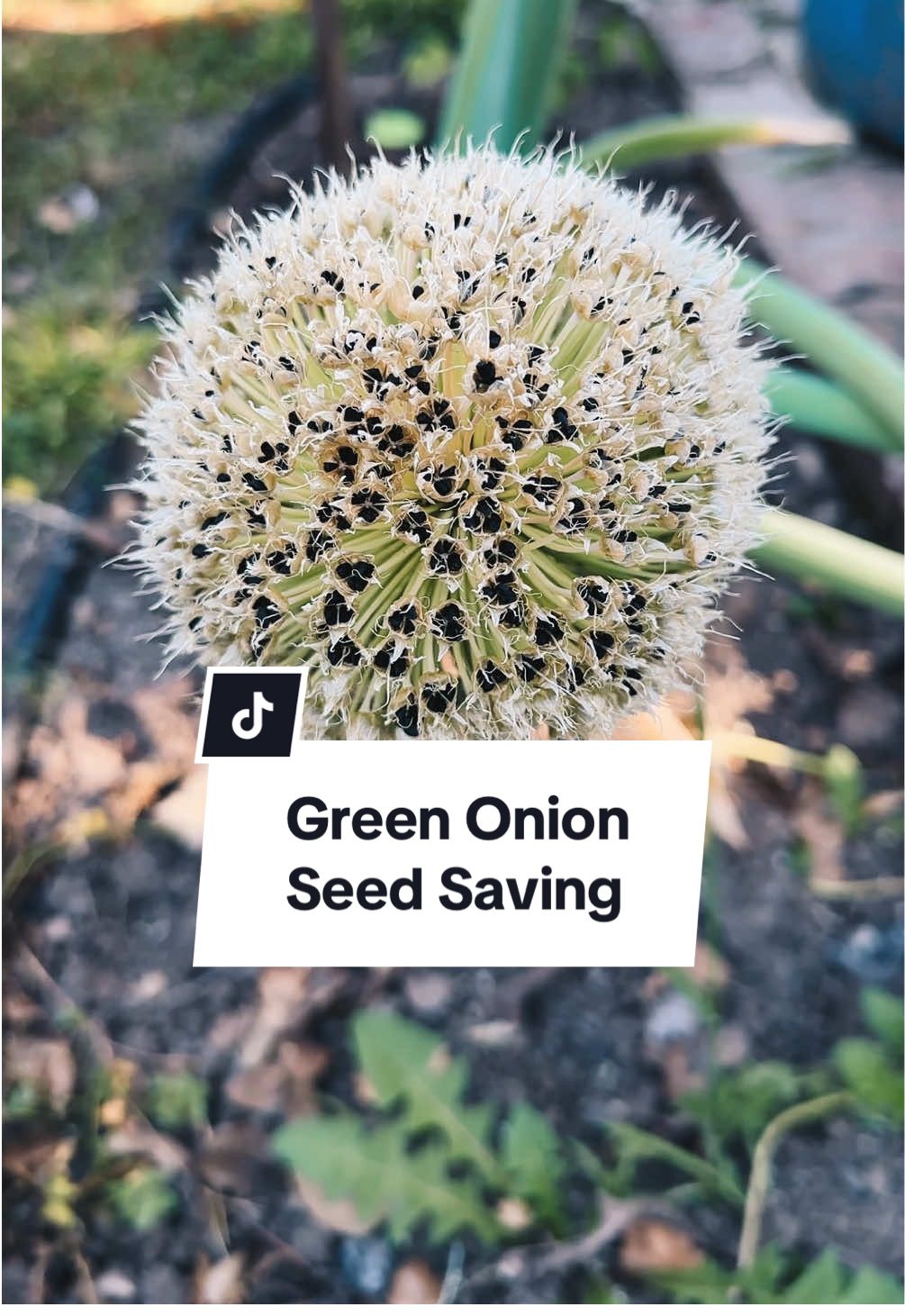 Seed saving is one of the best ways not only save a ton of money in your gardening, but also helps your plants better adapt to your environment as you save seeds through the generations you’ll find that they generally adapt to not only your zone but your micro-climate. Green onions and chives are two of the easiest things you can growing in your organic garden, and and they’re super beginner friendly. When they do start to flower they’ll help feed local pollinators, and then when they dry up you can save the seeds like this and grow all the green onions you’ll ever need, and share! #seedsaving #seedsaver #gardening101 #beginnerfriendlygardening #gardeningforbeginners #sustainablegardening 