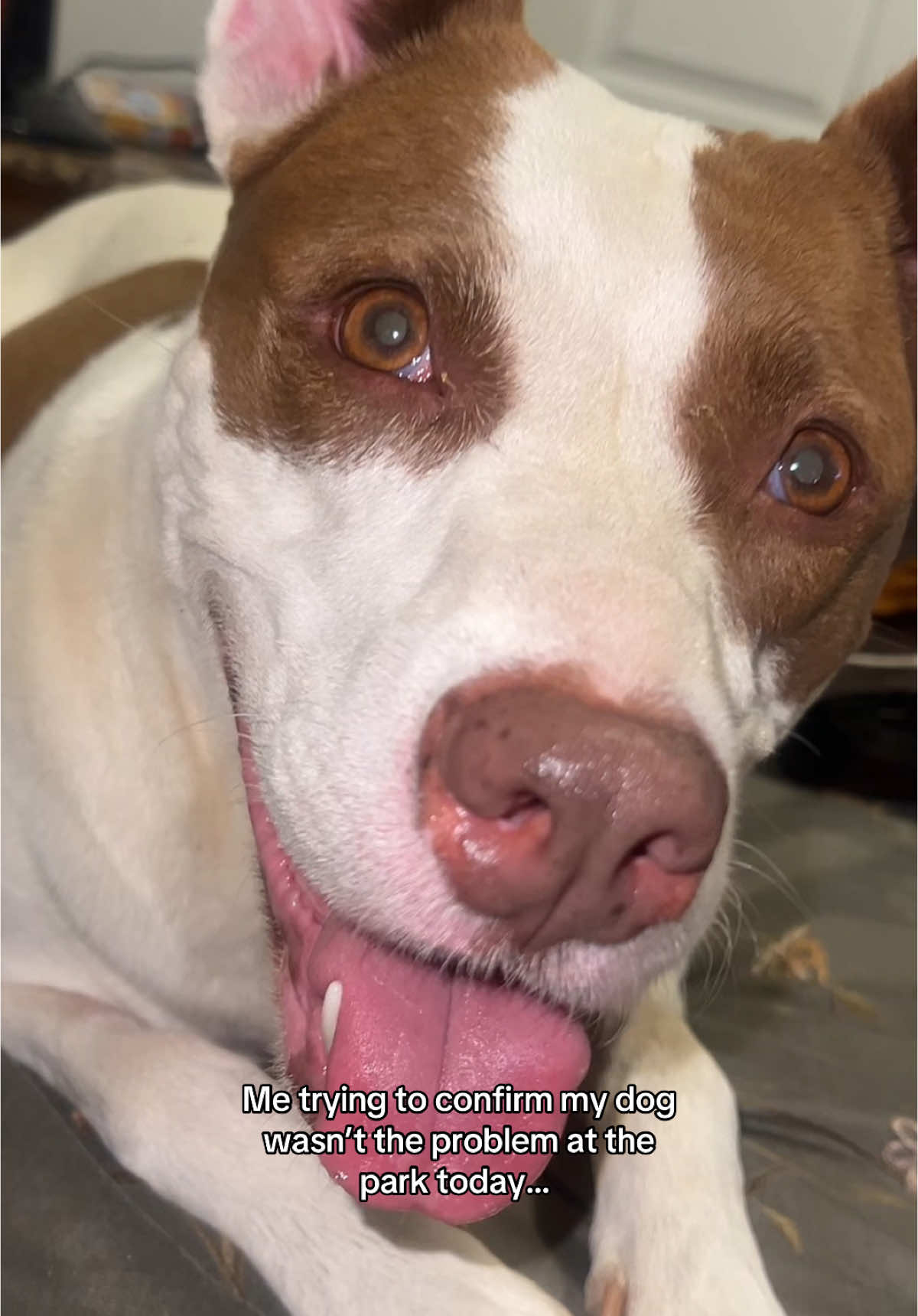 They better leave my bean alone-Is it cause she has spots??? 🥹🐶 #awklauryn #reallifewithlauryn #dogmom #pitbullsoftiktok #dogparkdrama #justjokes 