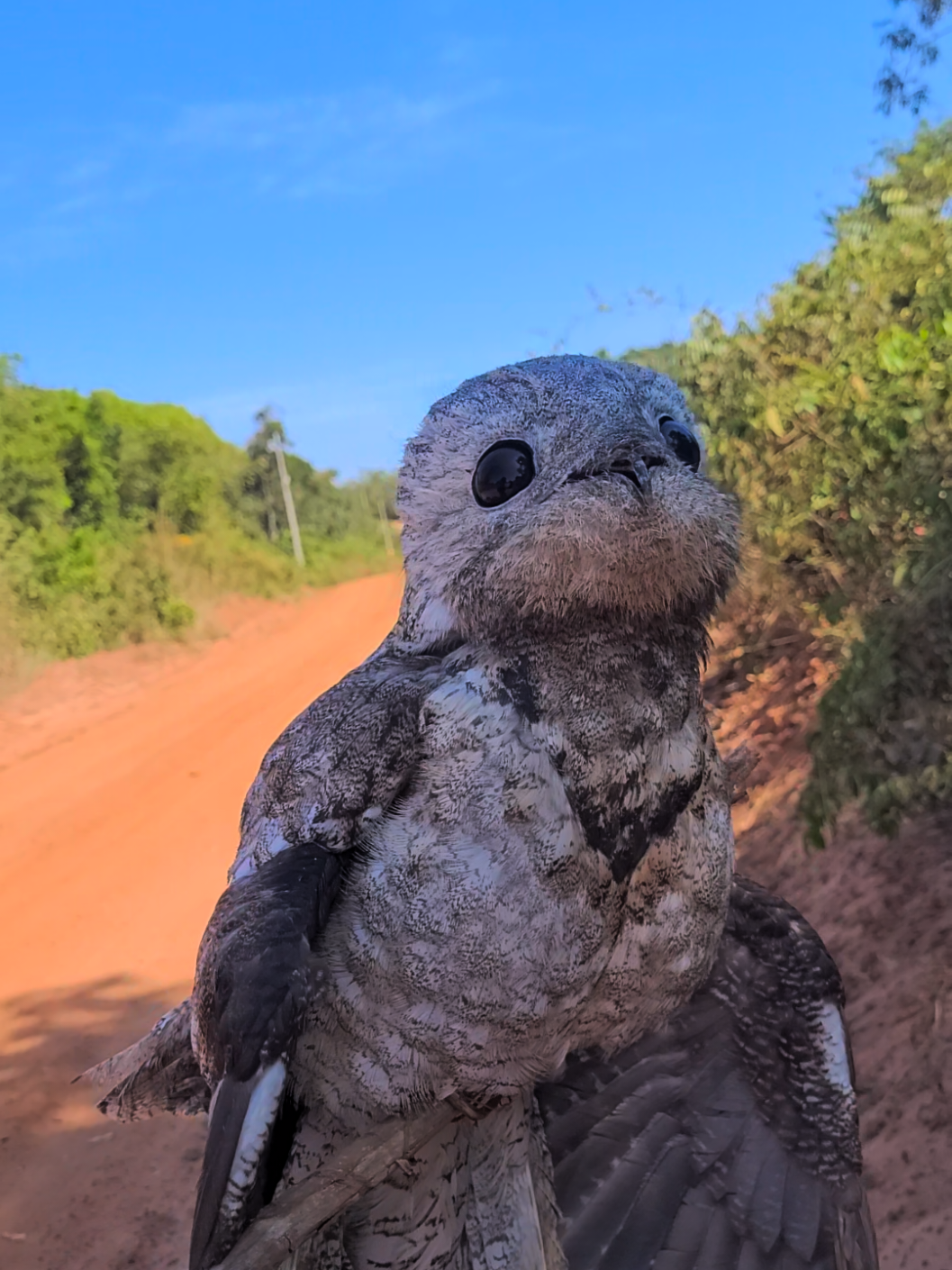 Como você conhece esse pássaro?  . . . . . . #caboclodomato #passaro #natureza #nature #preservacao #mato #selva #urutau #urutaumaedalua🦉 