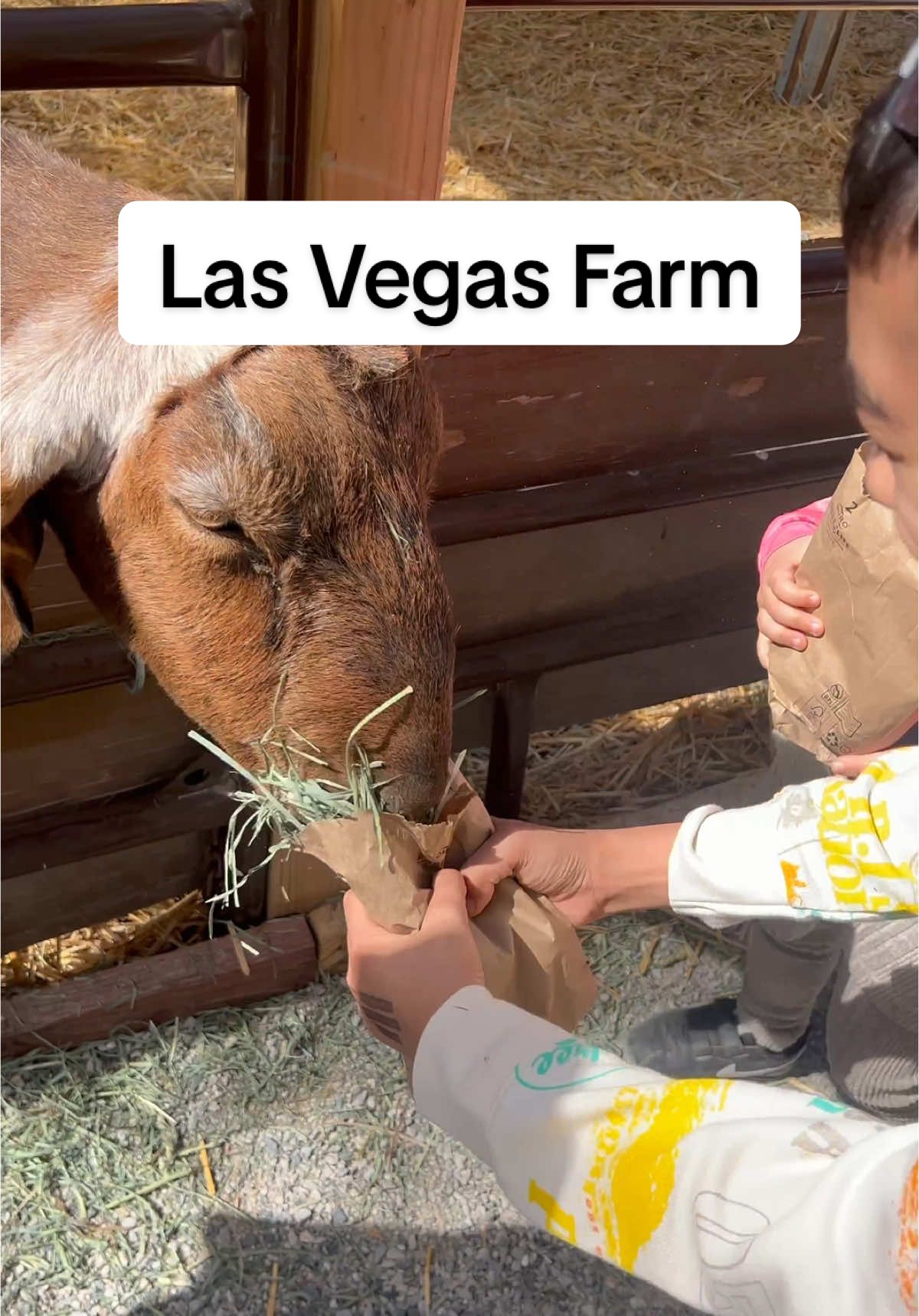 LAS VEGAS FARM! Another kid friendly spot! Tickets are cheap! Funds go to an animal charity. Small but lots to look at. There’s also a farmers market. 7222 W Grand Teton Dr. LV, NV. 89131  Definitely had fun here🙌😎  #dat1family #lasvegas #lasvegasfarm #farm #familytime #fyp #fypシ #foryoupage #animals 