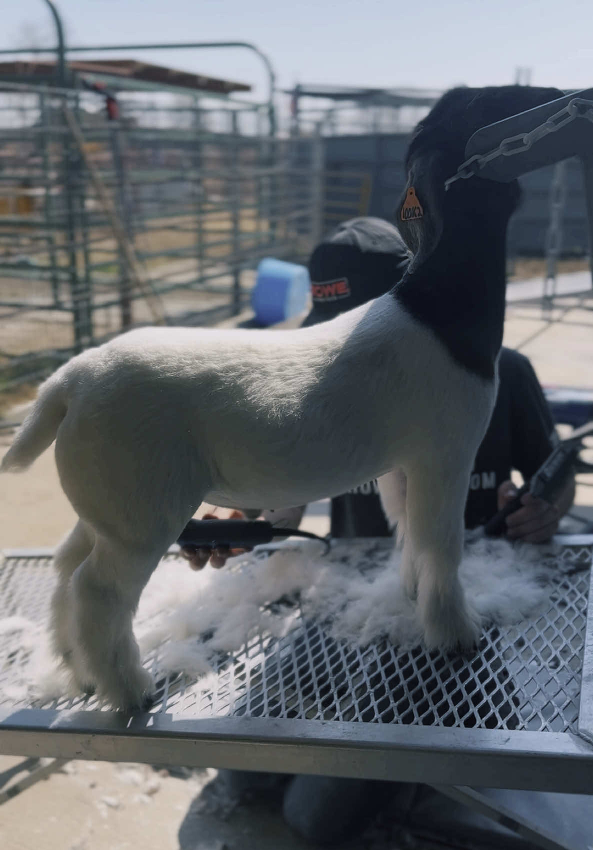 🇺🇸Set of wethers and does sell March 6th on showgoats.com! Link in bio!🇺🇸 #showgoats #showwethers #maggentishowgoats #showgoat #showstock #bakersfieldcalifornia #showgoatsoftiktok #wetherdam #livestockshow #livestock 