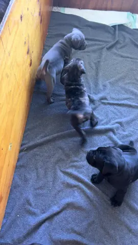 1 brindle female Cane Corso remains!!! Who’s will it be???  #houston #Houston #houstontx #houstondogs #houstonpuppies #AlaskaElevated #couples #couplegoals #husbandwife #family #comegetit #firstcomefirstserve #1weekoldpuppies #2weekoldpuppies #3weekoldpuppy #4weekoldpuppies #5weekoldpuppy #houstoncanecorso #canecorsopuppy #houstonpuppies #viraldogs #canecorso #canecorsoforlife #canecorsolovers #fyp #foryoupage #foryou #challenge #puppy #puppylove #canecorsooftiktok #pets #rehoming #canecorsoitaliano #playtime #puppyplaytime #viral #funny #funnyvideos #AlaskaElevated #couples #couplegoals #husbandwife #fail #viralvideo #viraltiktok 