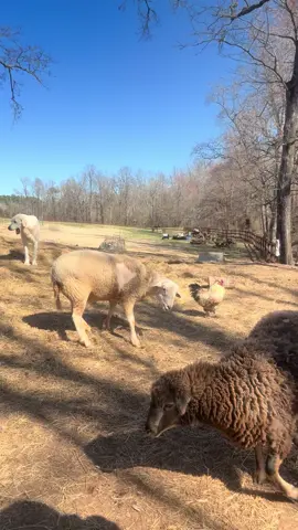 #farm #life #afternoon #delight #snacks #nap #sun #rest #lay #eggs #nutritious #healthy #fruit #for #all #flock #roosters #hens #chickens #sheep #livestockguardiandogs 