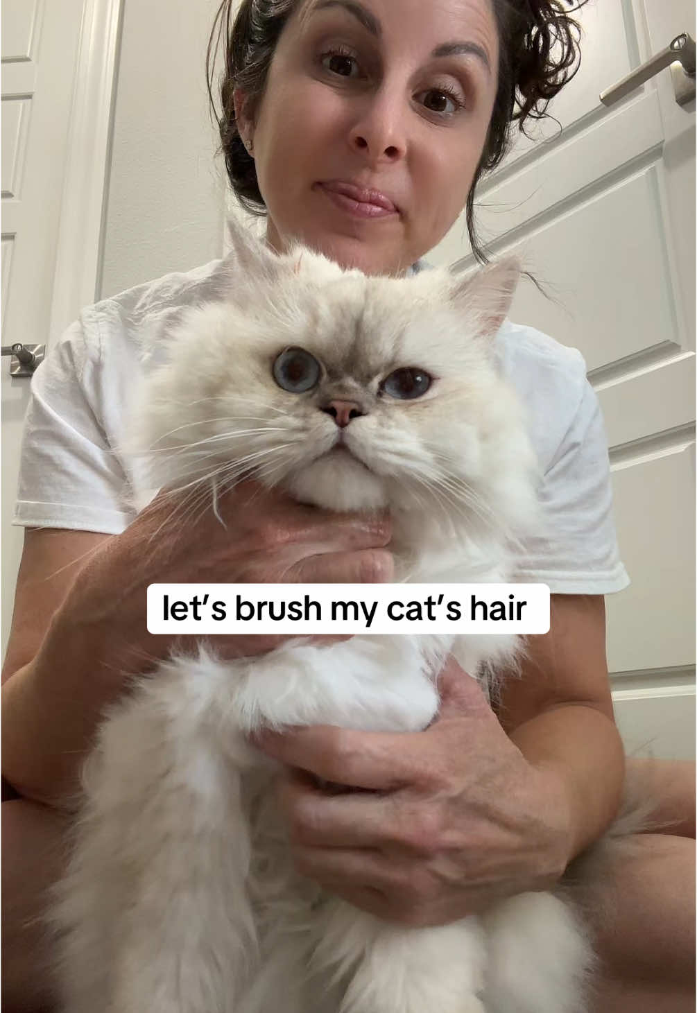daily attempt to brush my floofy cat.  #catsoftiktok #fyp #trending #cat #cat 