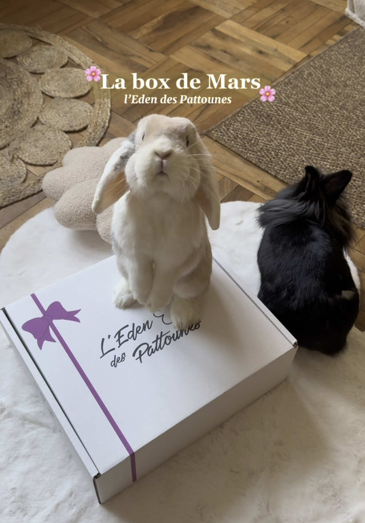 La box de Mars @L'Eden des Pattounes 🌸 300gr de friandises offertes avec le code MILKYGAIAMOJO 💖 #rabbitsoftiktok #bunnyandcat #lapin #fyp 