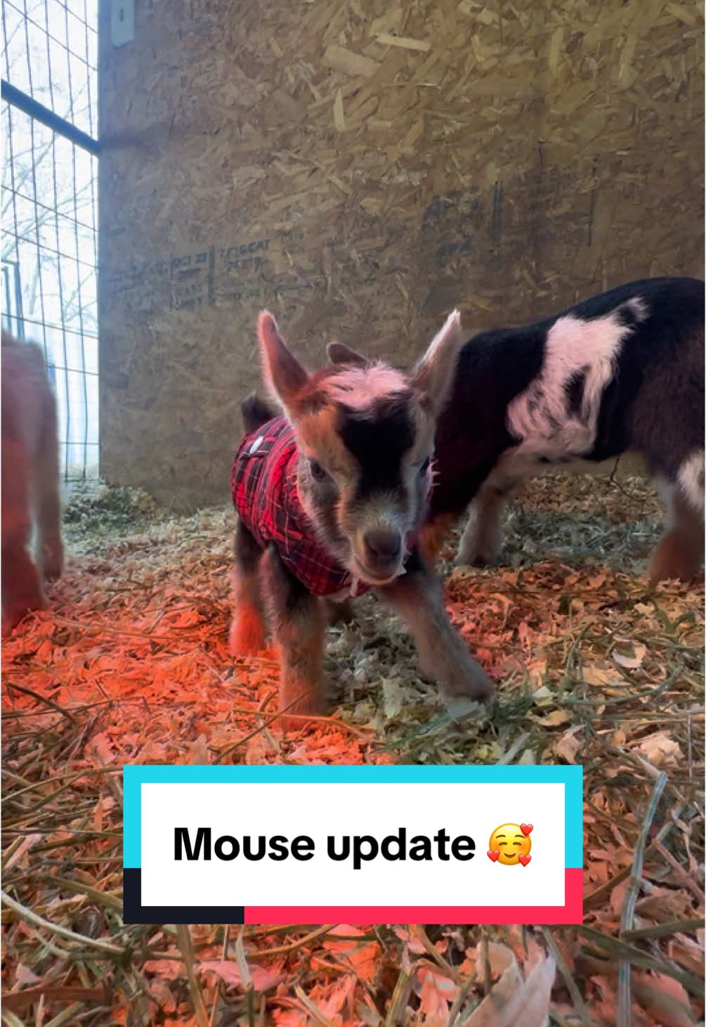 Highly requested update on baby Mousey 🐭  She is doing AWESOME!! She gets fed every 3 hours around the clock and has been eating (and pooping! 💩) like a little champion! 🏆  She likes her milk heated to exactly 102° and loves cuddling with her sister PJ! 🥰 • • #mouseystrong #babygoat #babygoats #kiddingseason #kiddingseason2025 #babygoatsoftiktok #nigeriandwarfgoatsoftiktok 